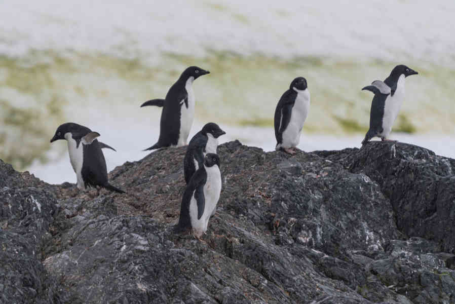 Pingüino Adelia - Antártida 02.jpg